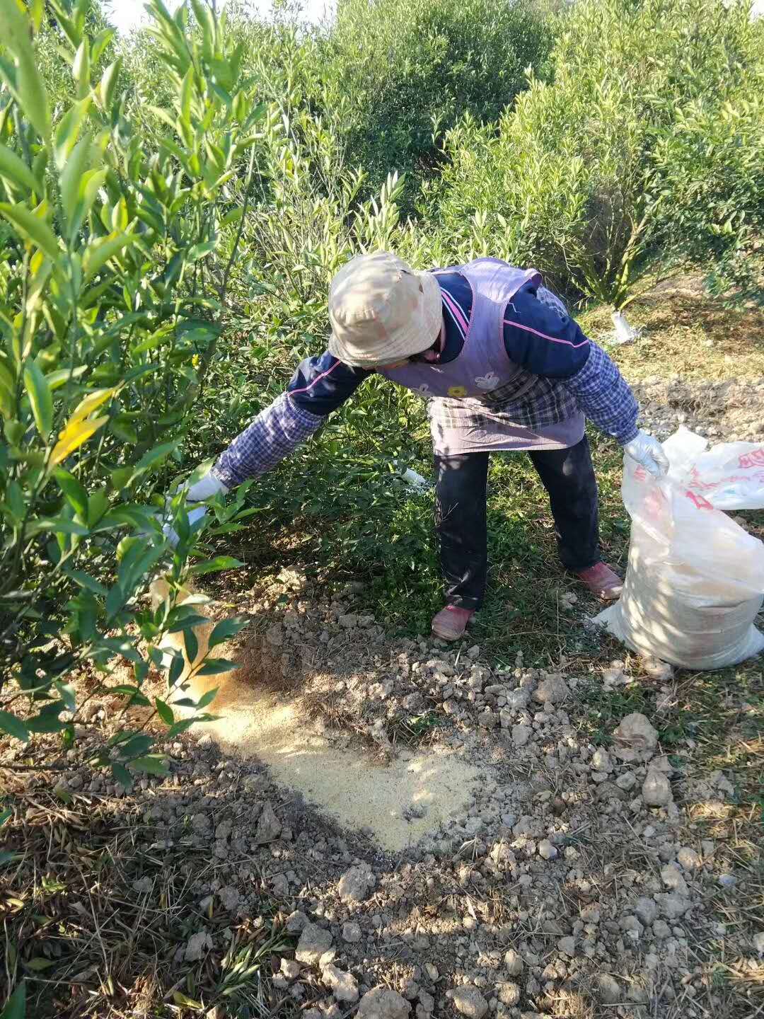 纯粮种植