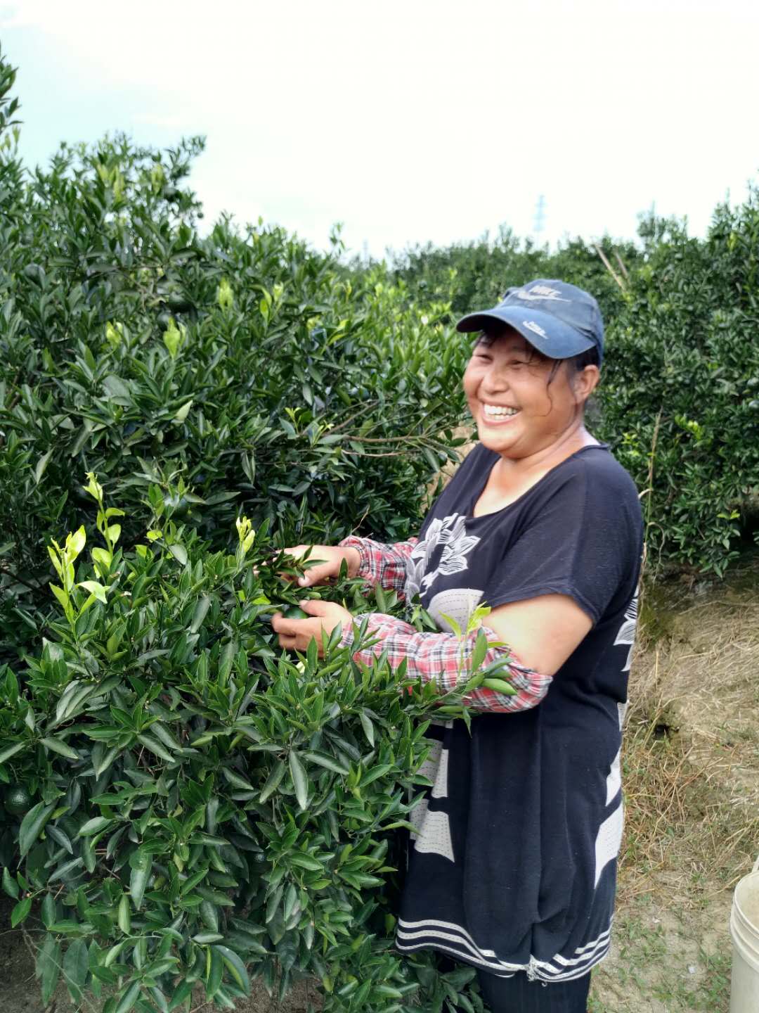 抹春梢