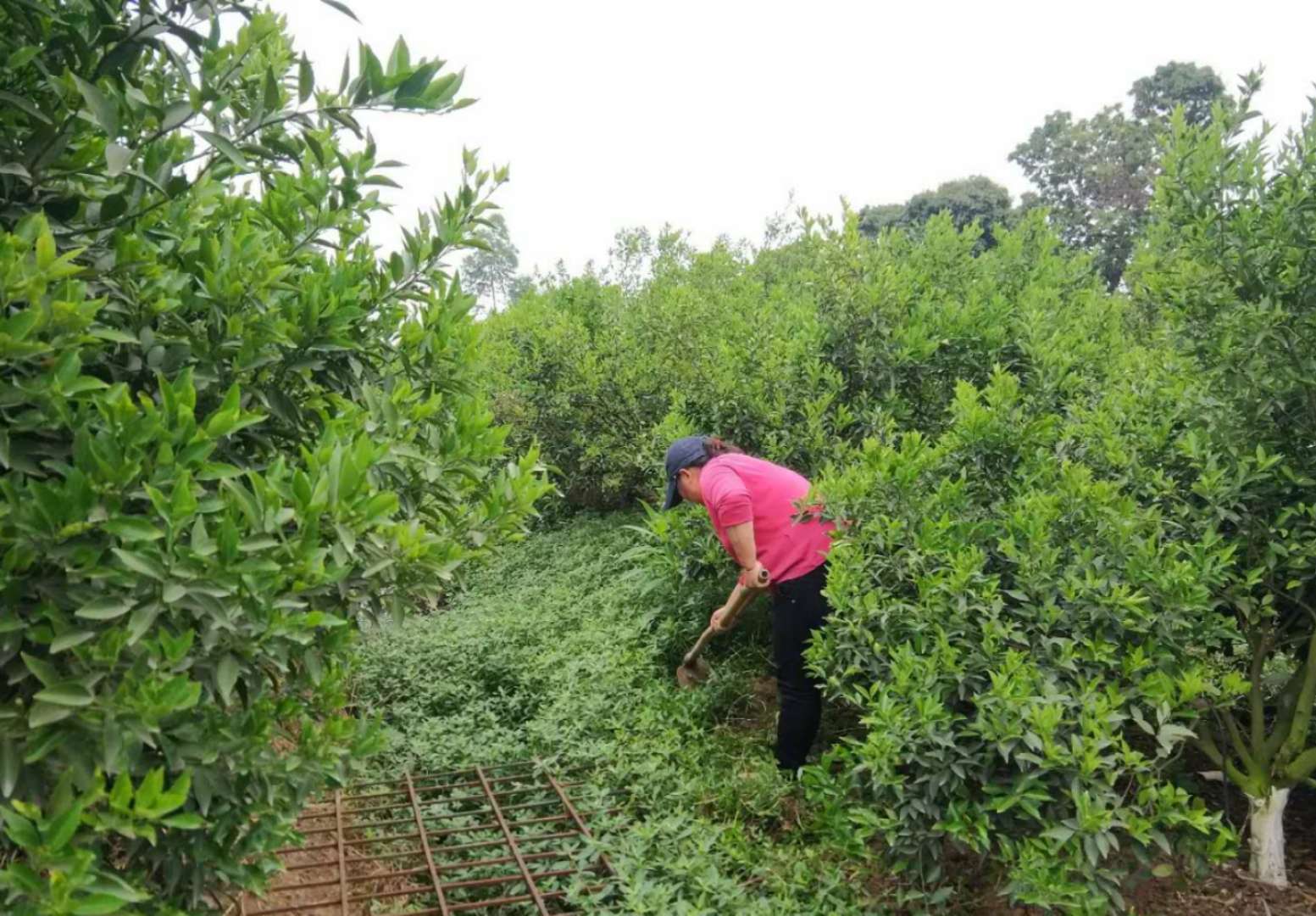 种植环境