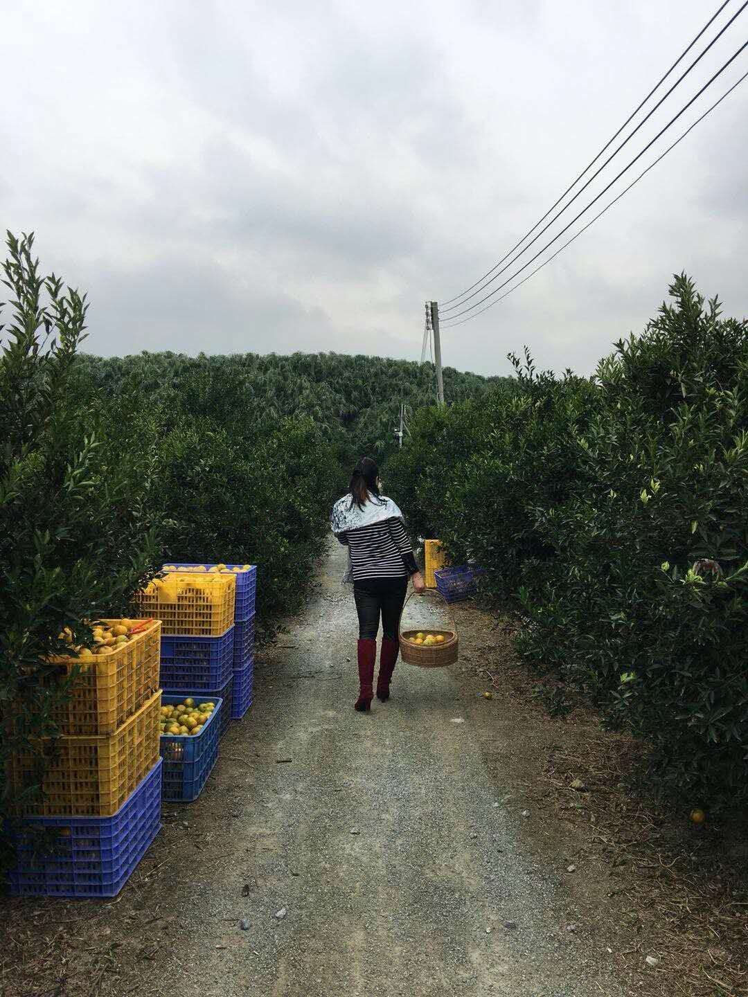 收集入箩筐